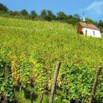 A road trip along the Wine Route