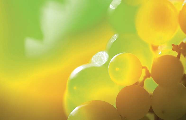 D&eacute;gustation de vins biologiques Alsace