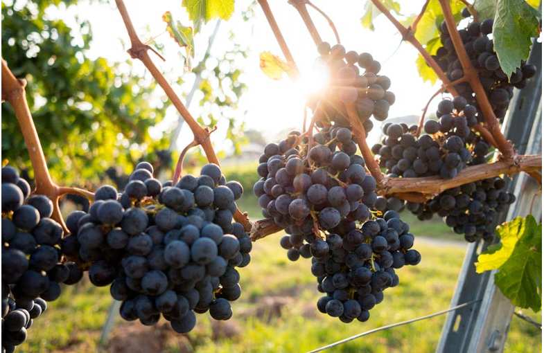D&eacute;gustation de vins biologiques en Provence