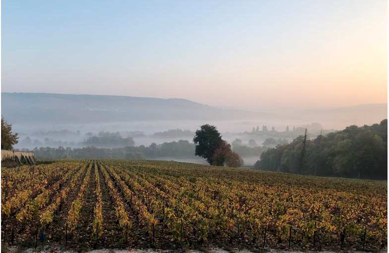 Organic champagne tasting stay