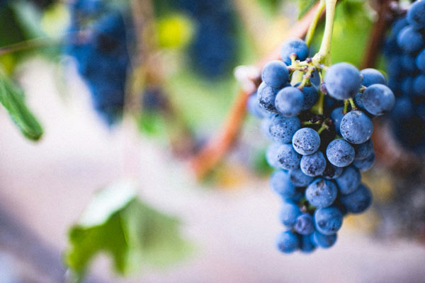 Vendange - Vignes