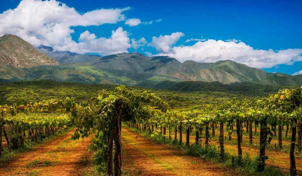 Voyage autour des vins en Argentine