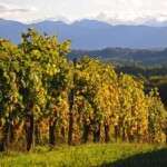 Madiran, l&rsquo;incontournable de la route des vins du sud-ouest