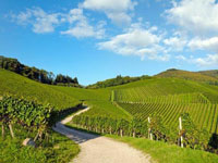 Guesthouse Accommodation - Languedoc - France