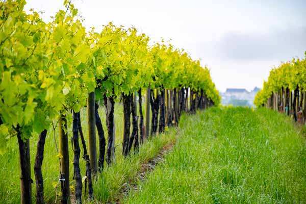 Charentes