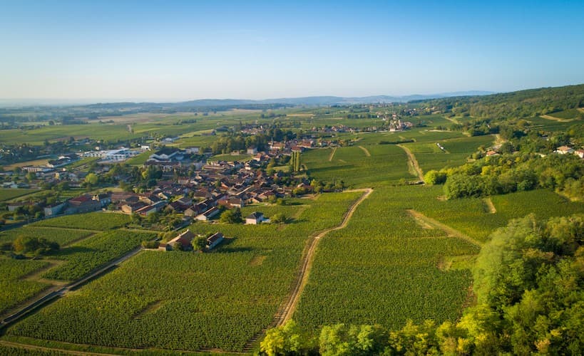 Maison Vérizet - Cave de Viré - Vignoble