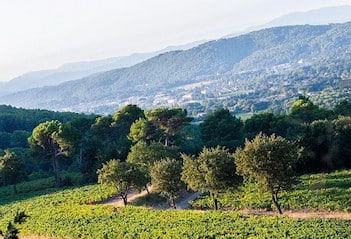 Domaine du Dragon - Vineyard tour