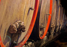 Cellar in an alsatian wine-estate