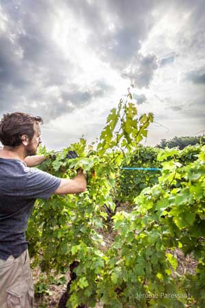 Domaine des Roches Neuves - Thierry Germain - Loire Valley