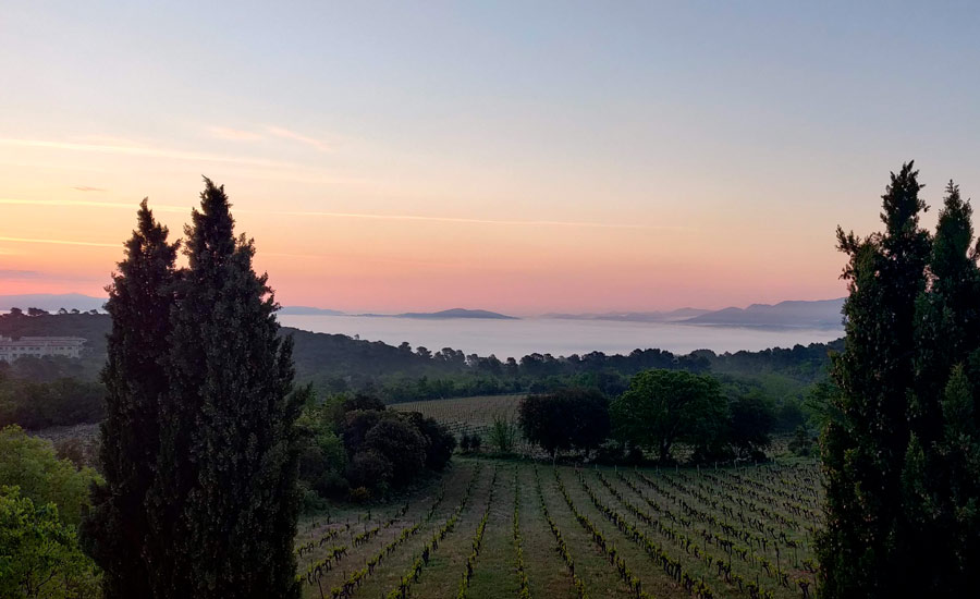 Domaine du Deffends - Provence - Vineyard
