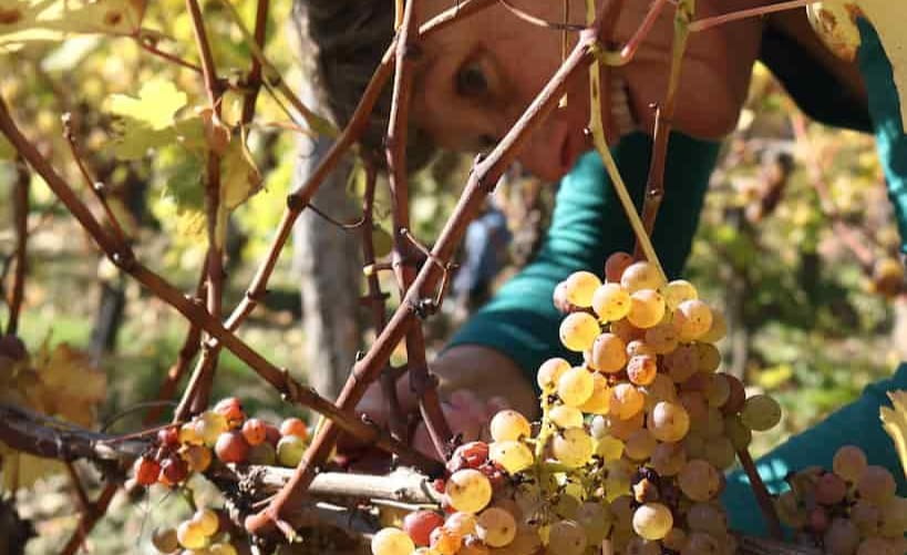 Domaine de la Grezille - Vines