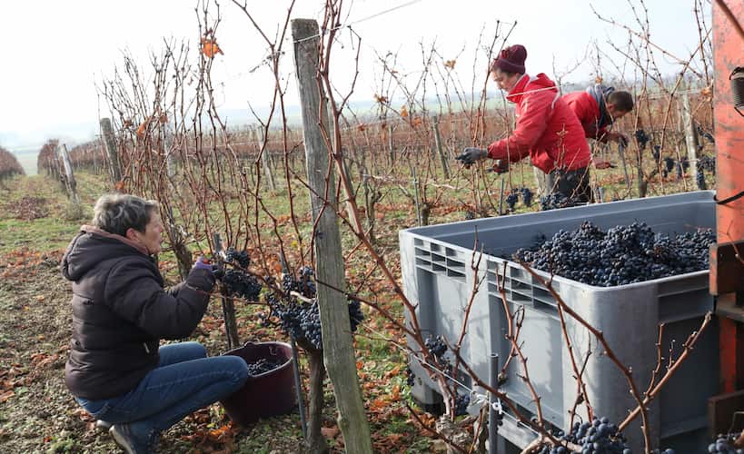 Domaine de la Grezille - Grape harvest