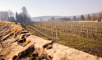 Domaine Montmain - Vignoble