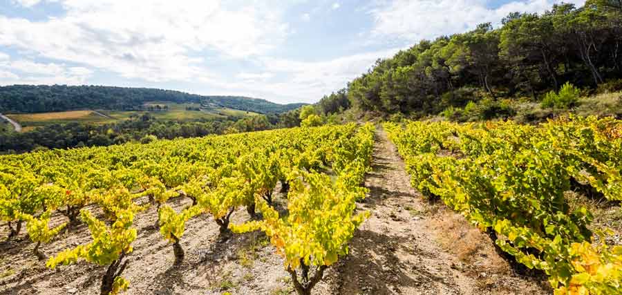 Vignes sur la route des vins de la Vallée du Rhône