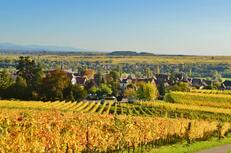 Vineyard tour from Strasbourg