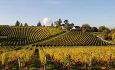 Vineyard Tour from Tours - Loire Valley