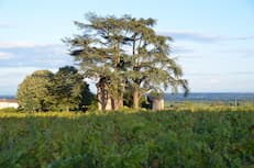 Visit and tasting in the heart of the Fleurie Appellation