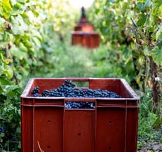 Champagne vineyard tour - Organic cuvée