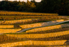 Visite des vignobles de Saint-Emilion