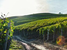 Weekend in the vineyard of Minervois